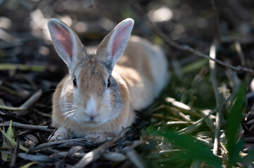 じっとこちらを見つめる日向ぼっこしているウサギ