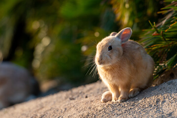 朝日を見つめる一匹の野生のウサギ