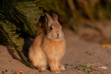 朝日をじっと見つめる野生のウサギ