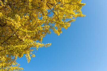 満開の黄色のイチョウと青空　背景画像
