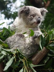 Relaxed Tranquil Happy Koala Sitting Contentedly in a Eucalyptus Tree.