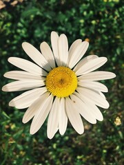 Obraz premium white daisy flower