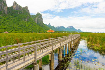Naklejka premium Beautiful view of Wooden Bridge on lotus lake at Khao Sam Roi Yod National Park, Thailand.