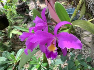 purple iris flower orchid