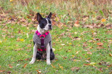 Cute little dog resting on a grass-covered field