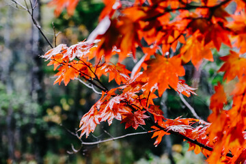 Maple leafs in autumn season. 