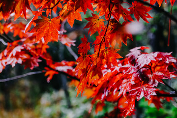 Maple leafs in autumn season. 