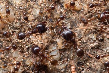 Macro Photo of Group of Soldier Big Headed Ant with Worker Ants on The Ground