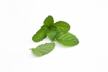 Naklejka na ściany i meble Mint leaves on a white background, peppermint