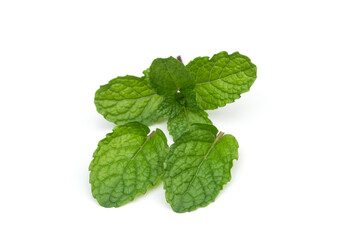 Naklejka na ściany i meble Mint leaves on a white background, peppermint