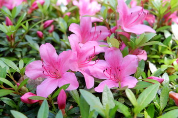 pink lilies in garden