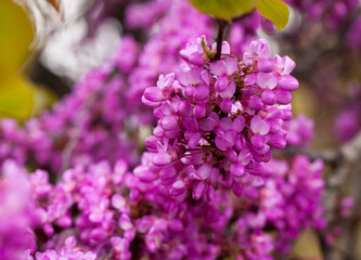Flowering Judas tree (Cercis siliquastrum) in sunny spring day..