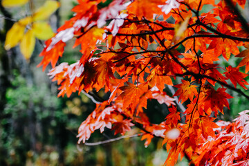 Maple leafs in autumn season. 