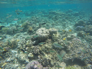 Obraz premium coral reef and diver