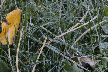 Fototapeta premium frost on grass