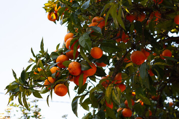 ree branch with ripe bright tangerines