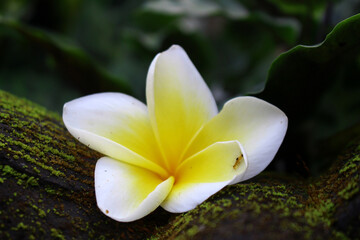 frangipani plumeria flower