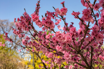 A beautiful peach tree blooming with pink flowers against the blue sky and garden