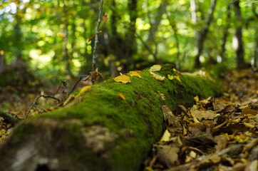 Fototapeta premium moss on the tree