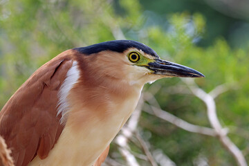Nankeen Night Heron close up - Victoria, Australia