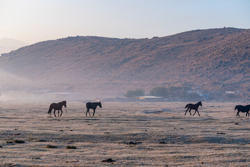 Horses grazing a misty morning in the sunrise in front of Erciyes mountain, in Kayseri city