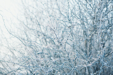 frozen tree branch close-up. frost on plants. winter landscape: the snow on the nature