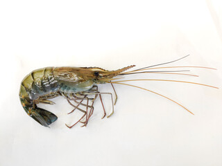Fresh Giant Freshwater Prawn Isolated on white Background.