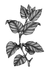 a branch of a plant with leaves drawn in black pencil on a white background