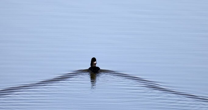 Sunny view of a Bufflehead bird swimming in a pond