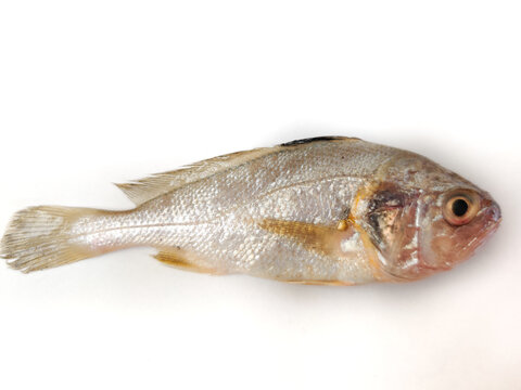 Fresh Silver Croaker/kora/Bhola Isolated on white background.