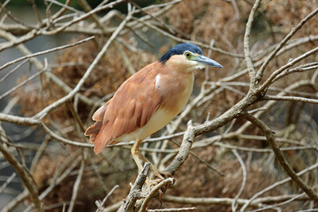 Nankeen Night Heron and branches - Victoria, Australia