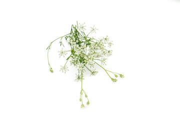 Coriandrum sativum on white background.