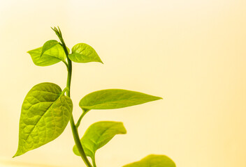 Green leaf fig tree on light white background.