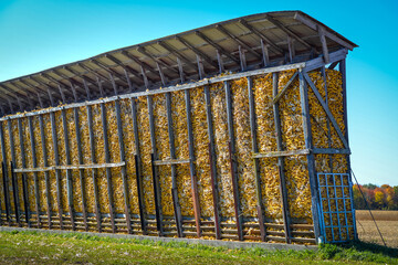 Corn cobs drying in an outdoor silo on the edge of the harvest field