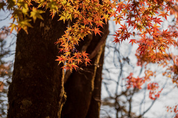 秋の背景画像　日本の美しいもみじ