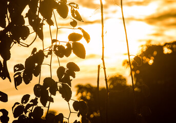 Naklejka premium Silhouette of leaves in the morning, Chiangmai province Thailand