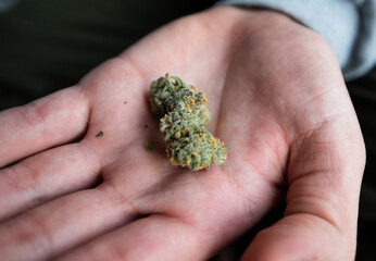 Bright green and frosty cannabis nugs with orange hairs. Weed background