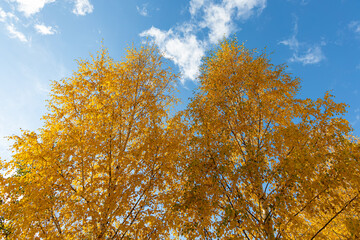 Horizontal photo of a group of white birch trees with yellow foliage is against the blue sky background in the forest in autumn