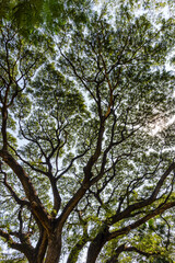 A backlit shot of a big tree branch, each of which spread out into several smaller branches, looks like an abstract work of art.