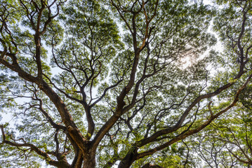 A backlit shot of a big tree branch, each of which spread out into several smaller branches, looks like an abstract work of art.