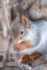 The squirrel with nut sits on tree in the winter or late autumn