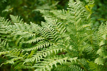 Dense fern thickets close-up. Beautiful nature background with many ferns. Scenic backdrop of rich greenery among trees. Full frame of chaotic wild ferns. Vivid green texture of lush fern leaves