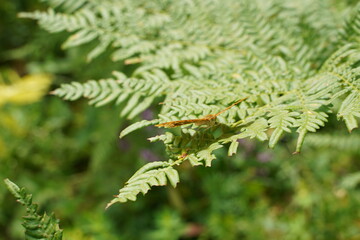 Exotic tropical ferns with shallow depth of field. Green fern leaves in blurred green natural background. Selective focus