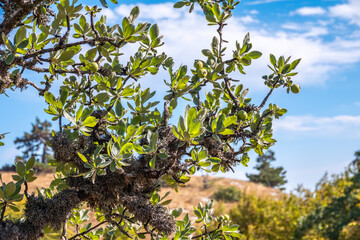 Wild pear in the mountains, weakened by lichen. The fruits of wild pear.