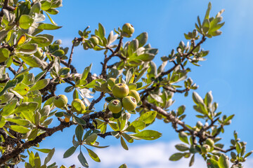 Wild pear in the mountains, on blue sky background. The fruits of wild pear.