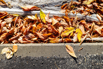 Autumn leaf and trees soil and grass lawn park