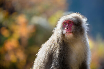 Fototapeta premium ニホンザル 日本猿 日本 長野県