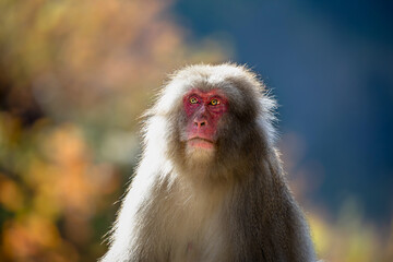 ニホンザル　日本猿　日本　長野県