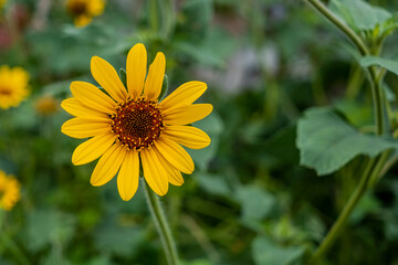 yellow flower in the garden