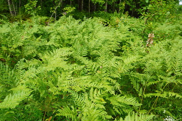 Go green. Green fern tree growing in summer. Fern with green leaves on natural background. Green is the color of spring and hope. Texture backdrop. Wild nature jungles forest